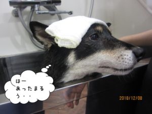 スパ中柴犬