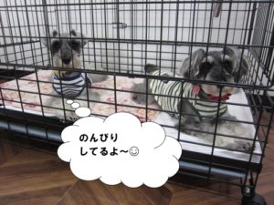 預かり中Mシュナ