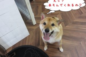 笑顔柴犬