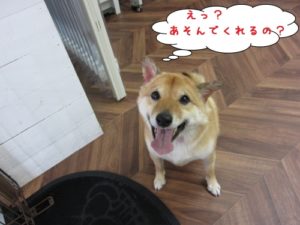 笑顔柴犬
