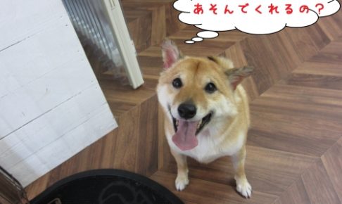笑顔柴犬
