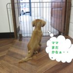 後ろ姿ミニチュアダックス