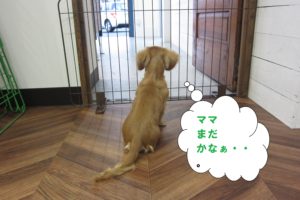 後ろ姿ミニチュアダックス