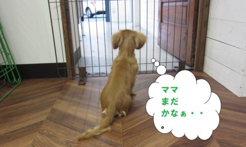 後ろ姿ミニチュアダックス