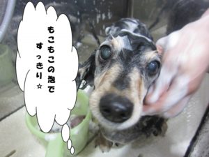 シャンプー中ミニチュアダックス