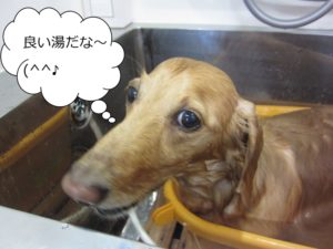 スパ中ミニチュアダックス