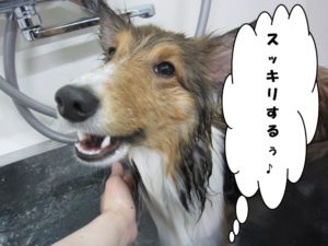 シャンプー中シェルティー