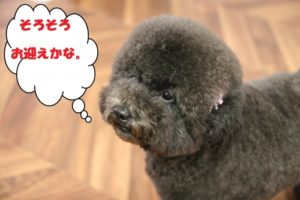 施術後トイプードル