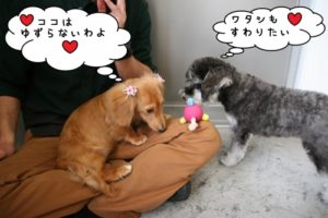 施術後ミニチュアダックス