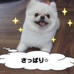 笑顔ポメラニアン