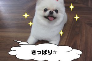 笑顔ポメラニアン