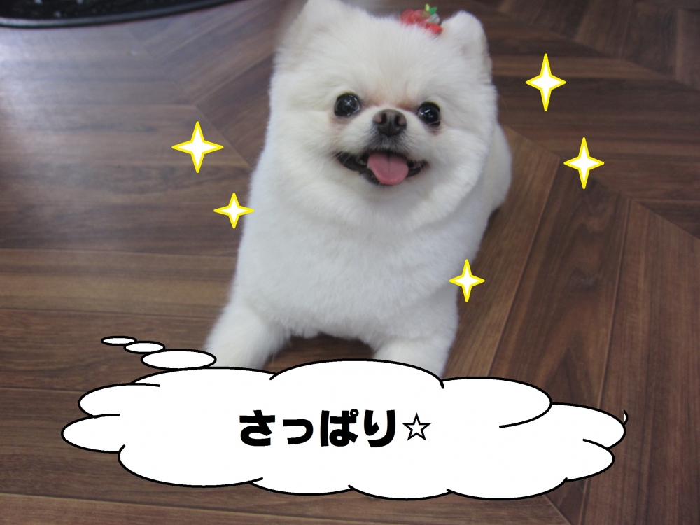 笑顔ポメラニアン