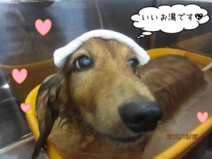 スパ中ミニチュアダックス