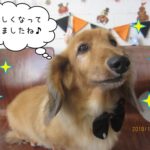 リボンミニチュアダックス