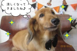 リボンミニチュアダックス