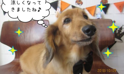 リボンミニチュアダックス