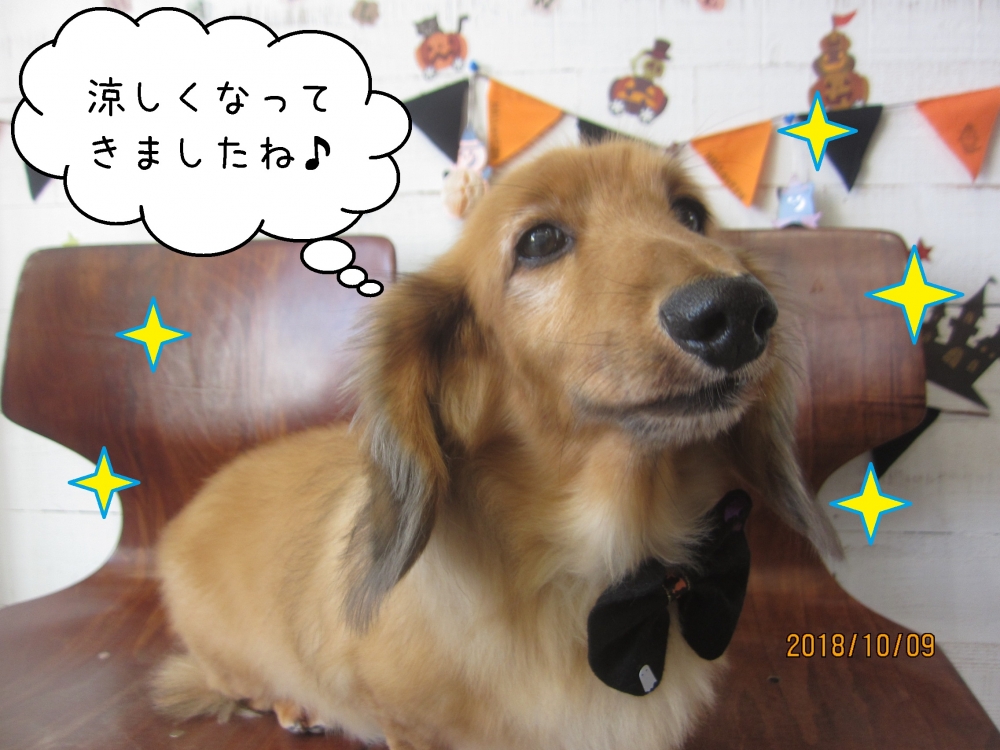 リボンミニチュアダックス