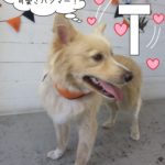 可愛さハンマーミックス