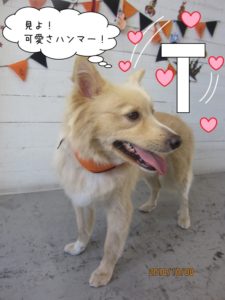 可愛さハンマーミックス