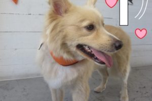 可愛さハンマーミックス