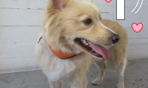 可愛さハンマーミックス