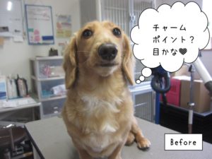 カット前ミニチュアダックス