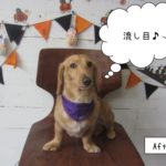 流し目トイプードル