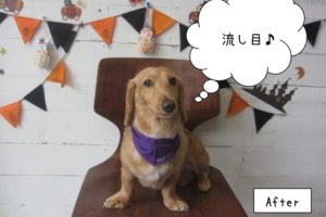 流し目トイプードル