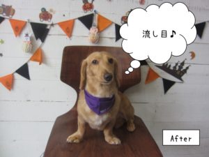 流し目トイプードル