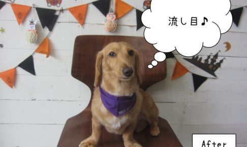 流し目トイプードル