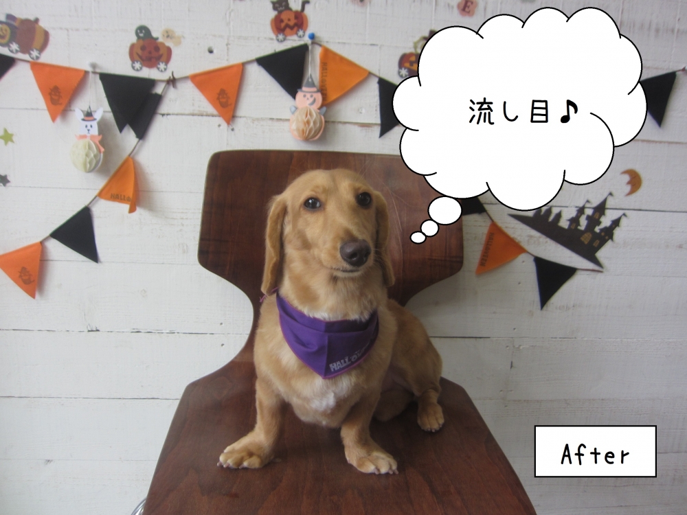 流し目トイプードル