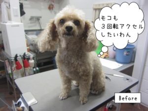 カット前トイプードル