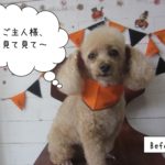 ハロウィントイプードル