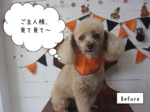 ハロウィントイプードル