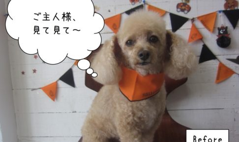 ハロウィントイプードル