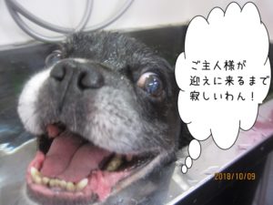 スパ中ミックス