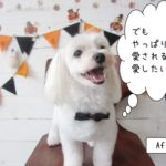 カット後マルチーズ