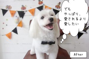 カット後マルチーズ