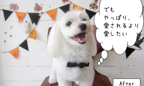 カット後マルチーズ