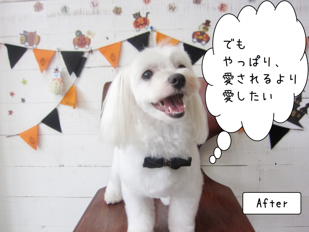 カット後マルチーズ