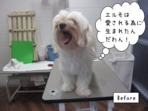 カット前マルチーズ