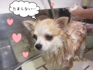シャンプー中チワワ