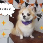 おすましチワワ