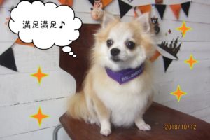 おすましチワワ