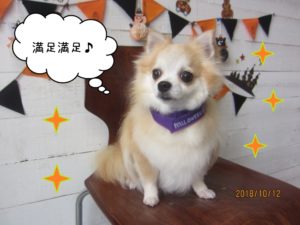 おすましチワワ