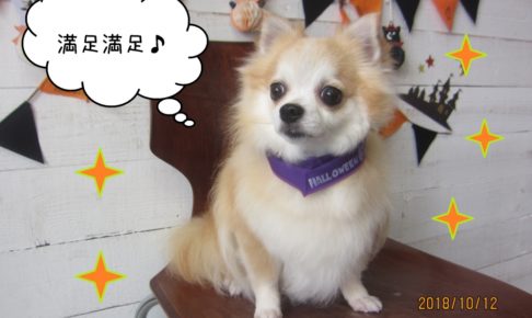 おすましチワワ