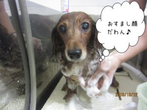 シャンプー中ミニチュアダックス