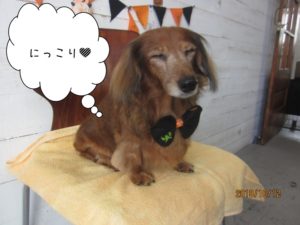 施術後ミニチュアダックス