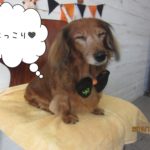 にっこりミニチュアダックス