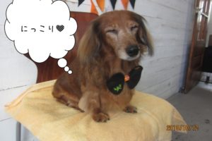 にっこりミニチュアダックス